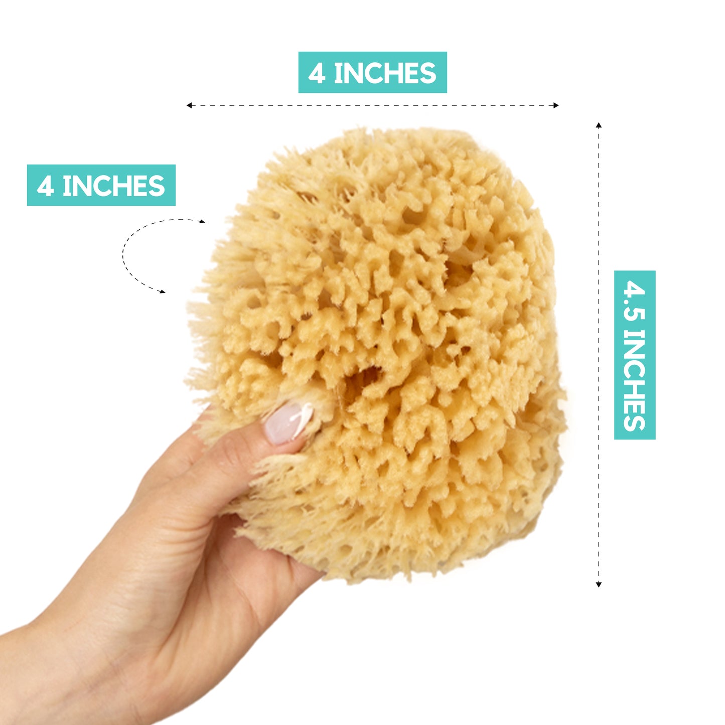 XFO Sea Sponge, Natural Yellow Sponge (Medium 4.5in) All Natural Loofah Alternative - Natural Sponges for Bathing, Showering and Exfoliating, All Natural Sponge Loofa - Grown Off The Coast of The USA