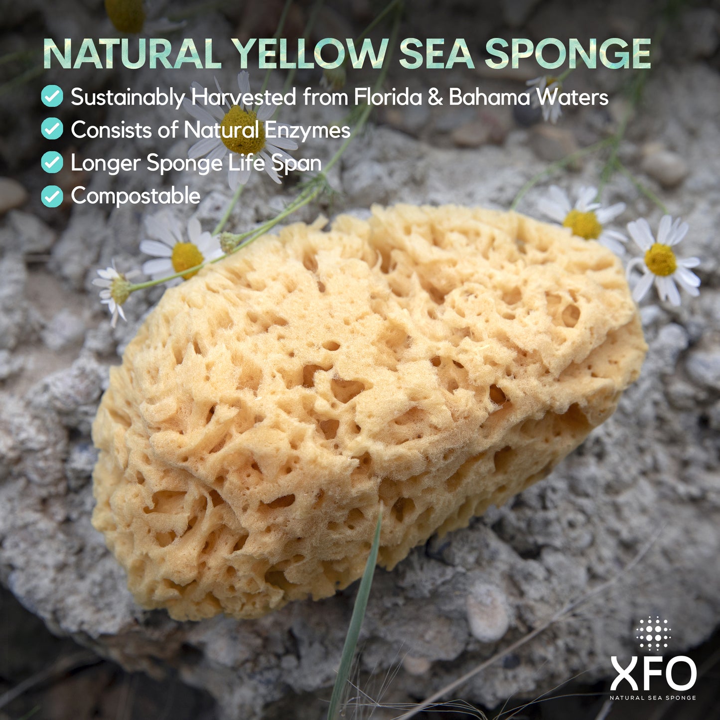 XFO Sea Sponge, Natural Yellow Sponge (Medium 4.5in) All Natural Loofah Alternative - Natural Sponges for Bathing, Showering and Exfoliating, All Natural Sponge Loofa - Grown Off The Coast of The USA